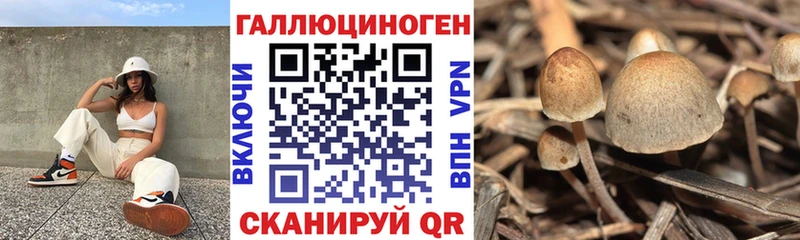 Галлюциногенные грибы Psilocybe  магазин продажи наркотиков  Ижевск 